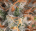 What Are the Tiny Red Hairs on Weed?