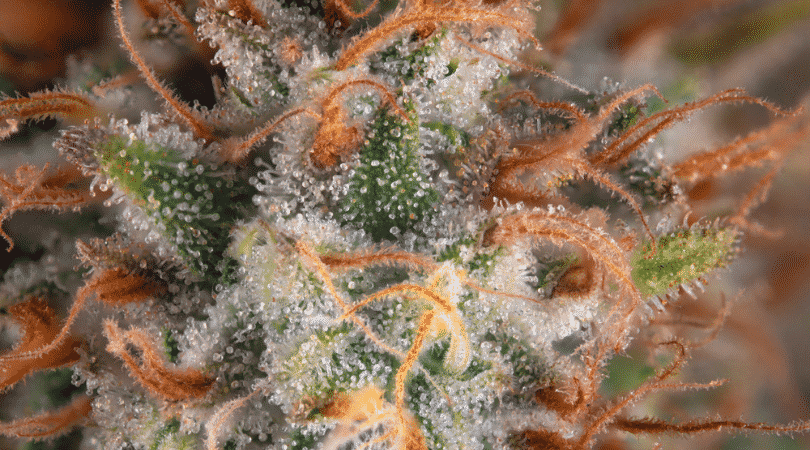 What Are the Tiny Red Hairs on Weed?
