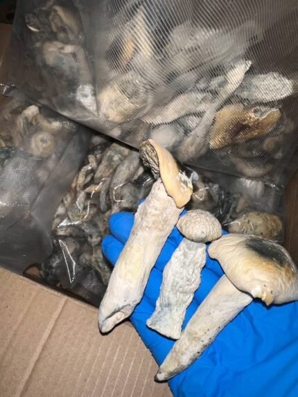 YAKS SHROOMS