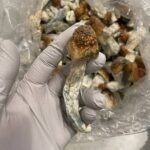 GOLDEN TEACHER SHROOMS
