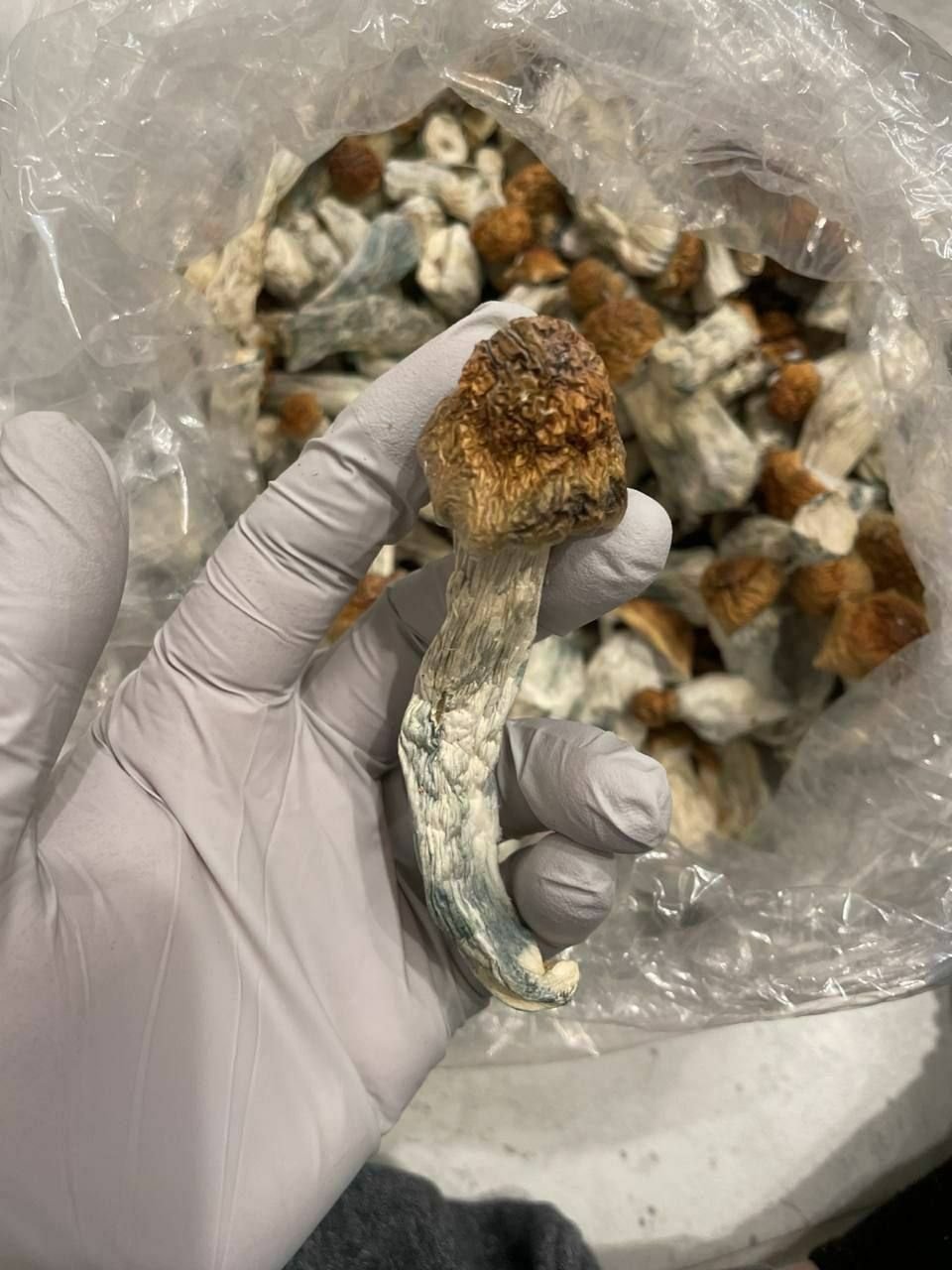 GOLDEN TEACHER SHROOMS